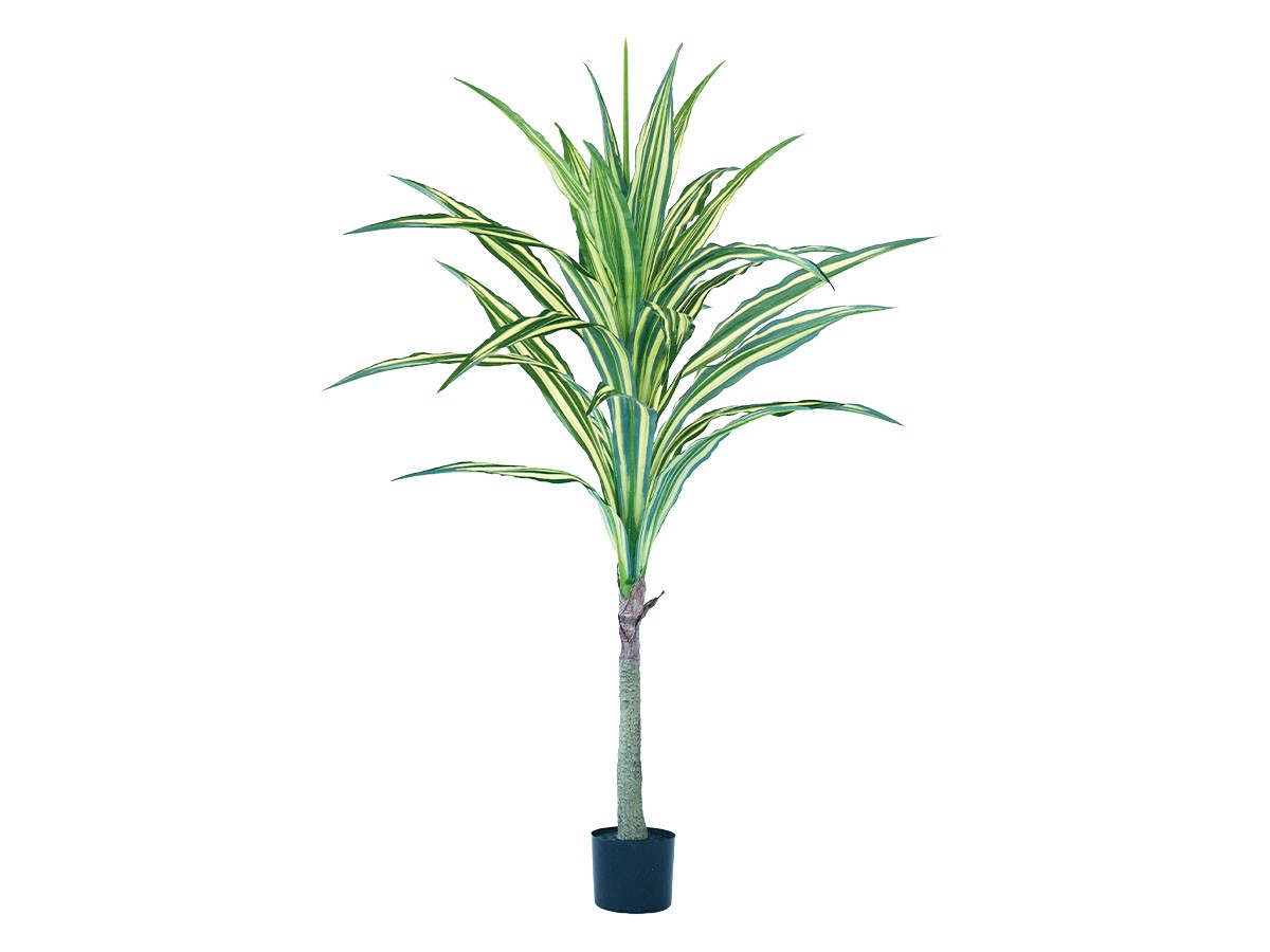 Dracaena Warneckii Pot
